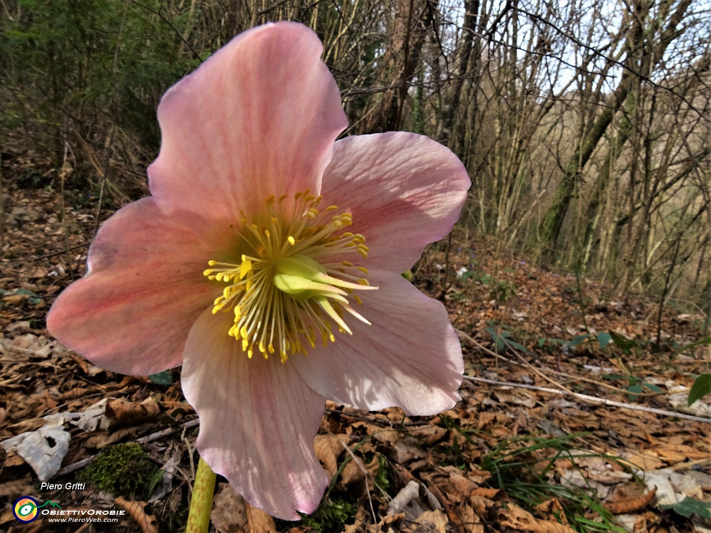 16 Ellebori in fiore (Helleborus niger) sul sentiero 506 C da Alino a Ca Boffelli.JPG